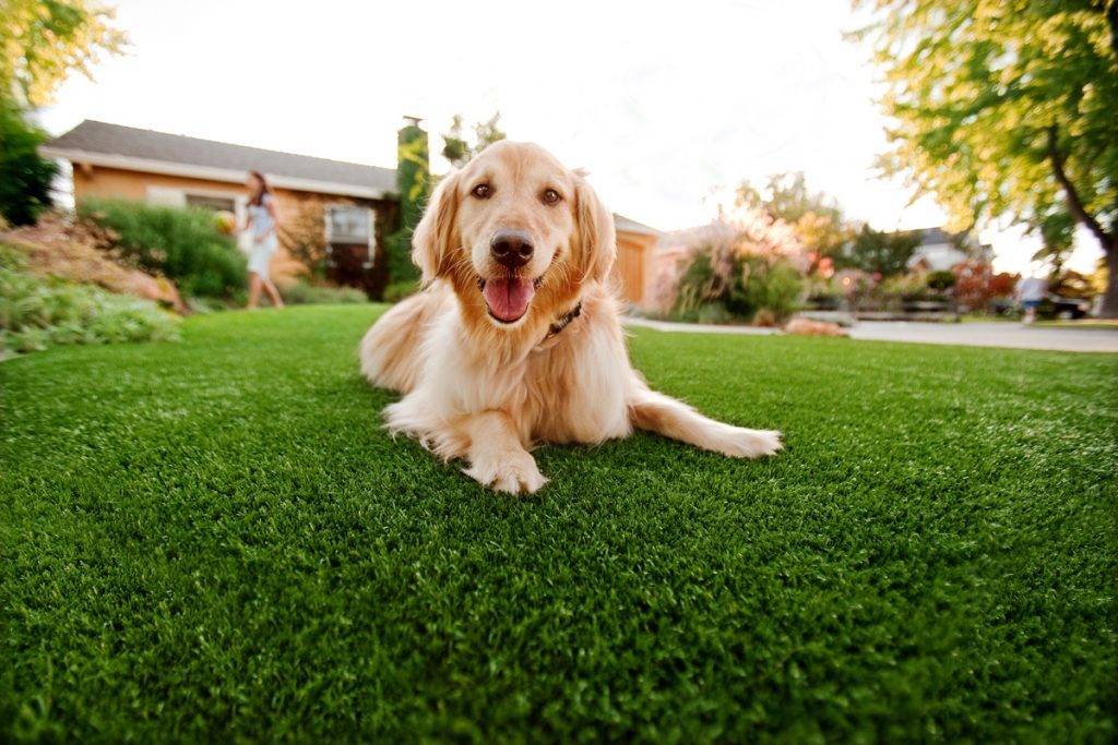 PET TURF PET TURF